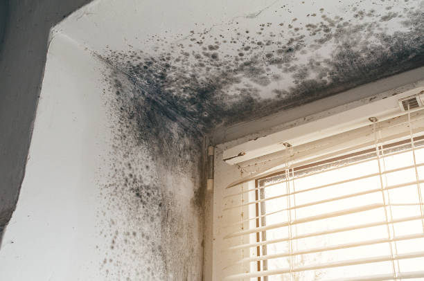 Affordable Mold Remediation solutions in Kingston Estates, NJ